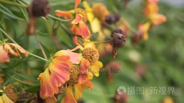 死花厂关闭了高清素材。万向节