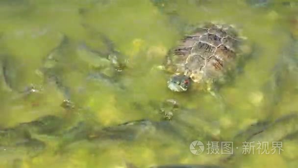 在野生生命本质的海龟爬行动物视频