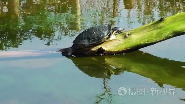 在野生生命本质的海龟爬行动物