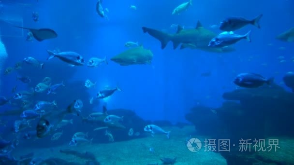 掠夺性的鲨鱼和其他海洋生物视频