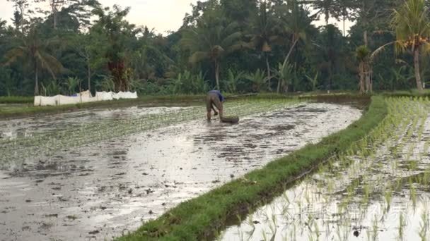 农民种下了水稻视频
