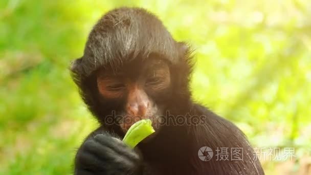 红脸黑蜘蛛猴 （Ateles 属） 也称为圭亚那蜘蛛猴，是热带雨林中南美洲北部发现的蜘蛛猴物种