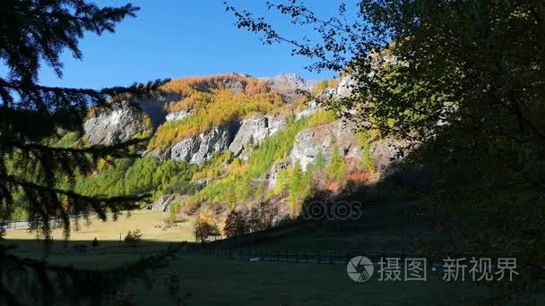 在穿越阿尔卑斯山多彩松树和落叶松树林地，秋天颜色的田园式无污染环境中流动的瀑布