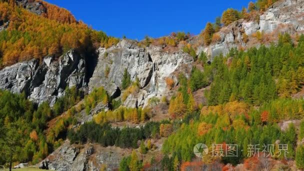 在穿越阿尔卑斯山多彩松树和落叶松树林地，秋天颜色的田园式无污染环境中流动的瀑布