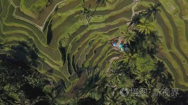 巴厘岛绿色水稻梯田视频