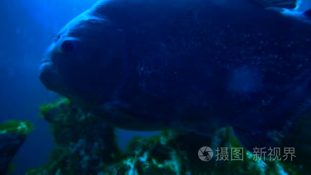 人鱼 人鱼视频大全 人鱼视频合集 摄图新视界