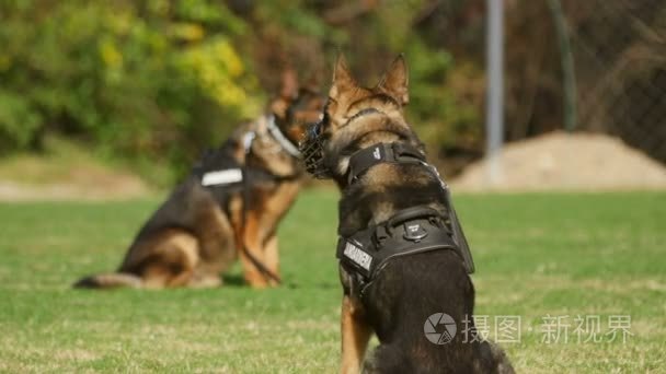 在一次训练演习期间宪兵狗视频