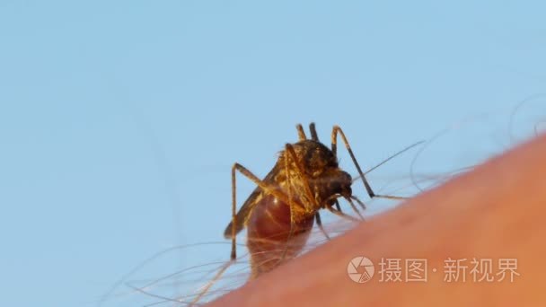 在人体皮肤上的蚊子吸血视频