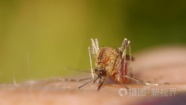 在人体皮肤上的蚊子吸血视频