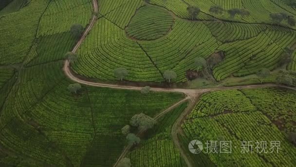 空中的茶园风光绝美视频