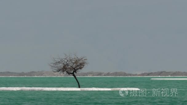 在纯净水的死海咸胰岛视频