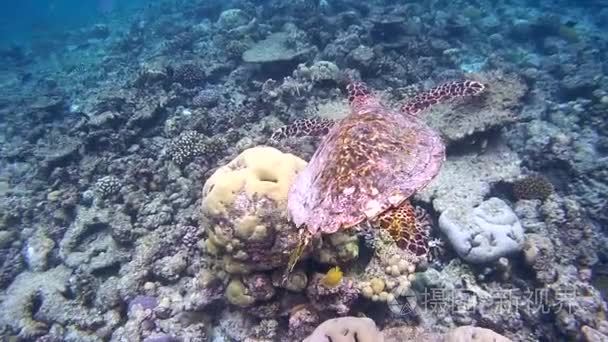 在珊瑚礁上的海龟游泳视频