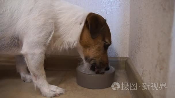 杰克罗素梗犬吃视频