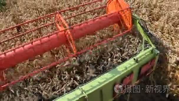 成熟小麦联合收割机的收获视频