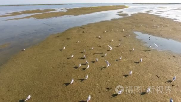 Dzharylhach 浅滩湿地区空中拍摄与海鸥