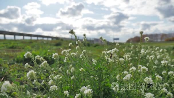 草和花在汽车的道路交通交通附近增长。蜜蜂授粉花旁的公路高速公路污染环境