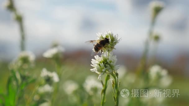 蜜蜂飞向绿色植物蜜蜂自然草视频