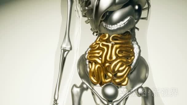 人类所有的器官和骨骼的肠模型视频