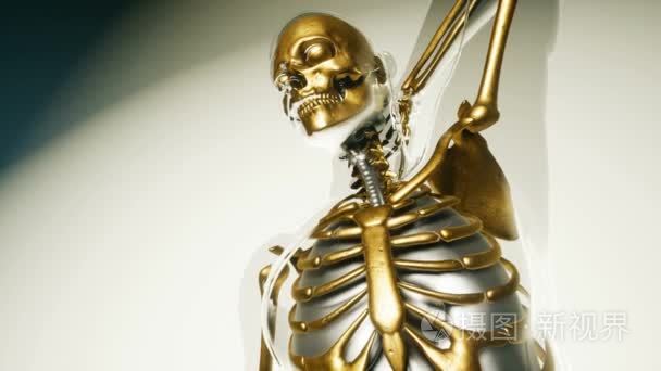 人体骨架骨骼模型与机关视频