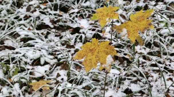 在秋天的森林中的第一场雪视频