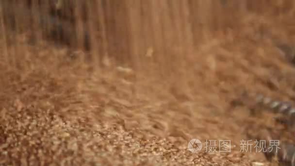 小麦籽粒特写视频