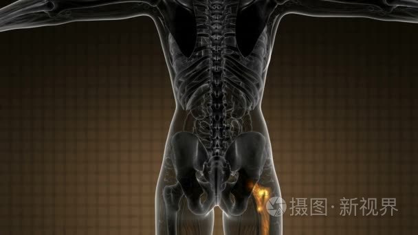 髋骨解剖学医学扫描视频