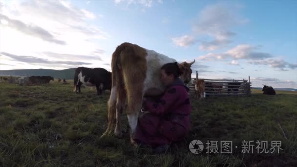 游牧民族女人与牛视频