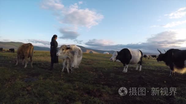 游牧民族女人与牛视频