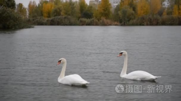 秋天  两只白天鹅在湖里游泳