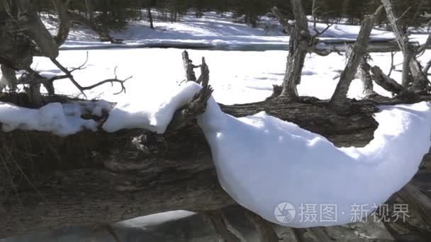 雪中倒下的死树视频