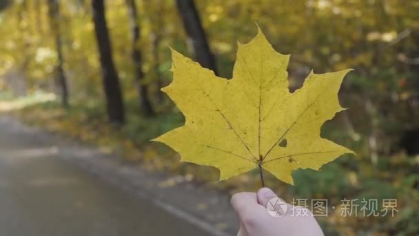 手拿着黄色枫叶秋黄阳光背景视频