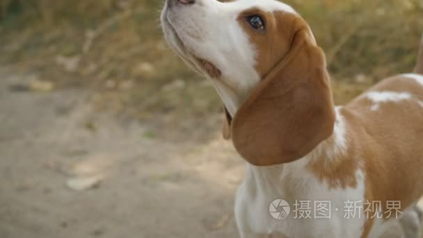 犬性质视频