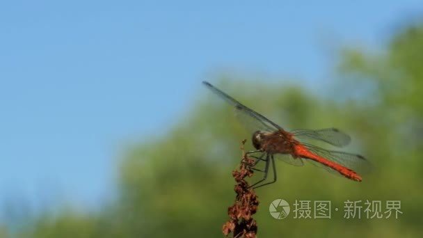 红蜻蜓在枝上绿植物背景视频