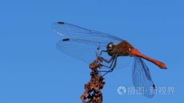 红蜻蜓在枝上蓝蓝的天空背景视频