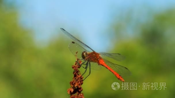 红蜻蜓在枝上绿植物背景视频