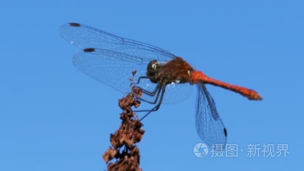 厨房里有蔬菜的猫。 库存录像。 猫在厨房里寻找美味的夜晚冒险。 家里的猫视频