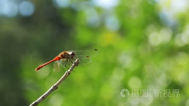 红蜻蜓在枝上绿植物背景视频