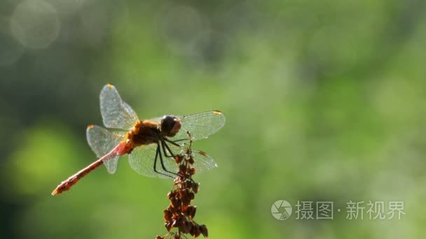 红蜻蜓在枝上绿植物背景视频