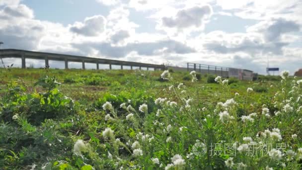 草和花在汽车的道路交通交通附近增长。蜜蜂授粉花旁的公路高速公路污染环境汽车