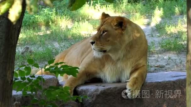 大的雌性动物在动物园里的开放颌骨躺在晴朗的一天