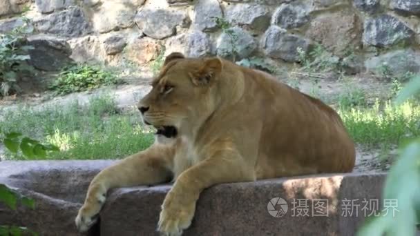 强大的雌狮谎言张开嘴和放松在动物园里