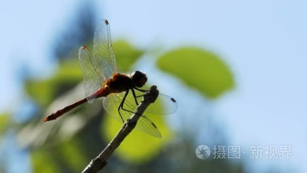红蜻蜓在枝上绿植物背景视频