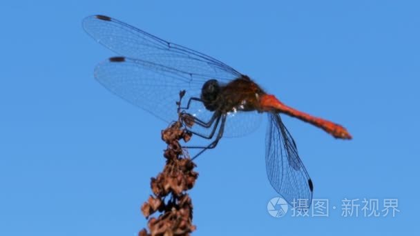 红蜻蜓在枝上蓝蓝的天空背景视频