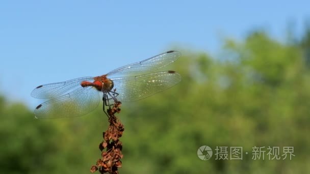 红蜻蜓在枝上绿植物背景视频