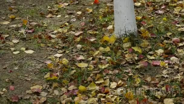 地上树干后面黄色落叶视频