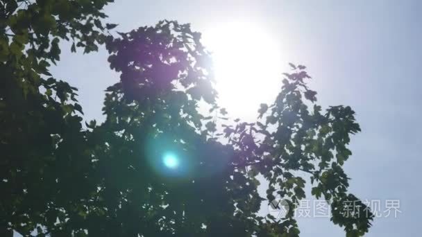 阳光穿过树林视频