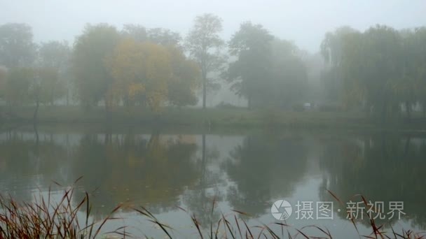 雾森林晨湖视频