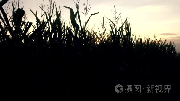 对玉米种植园的日落视频