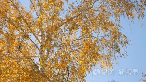 金黄桦树叶子在秋天天在天空背景