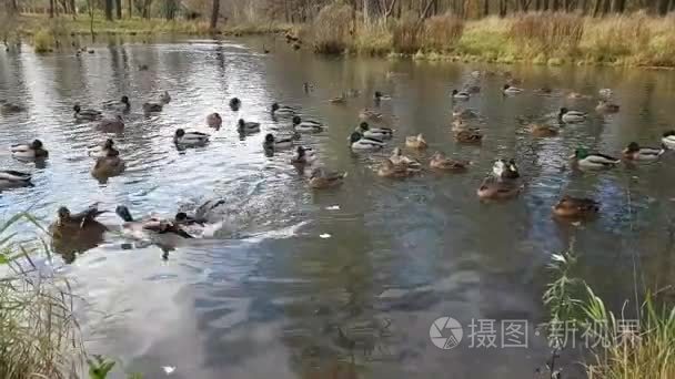 野鸭鹅在秋池塘游泳视频